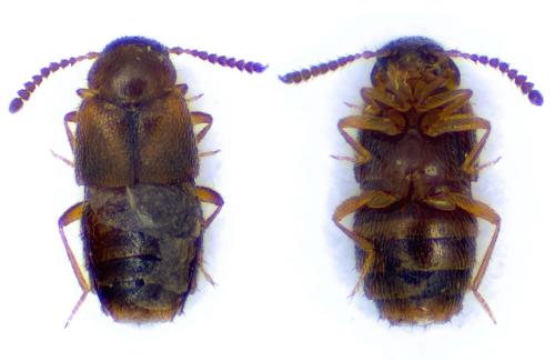 Agaricochara latissima